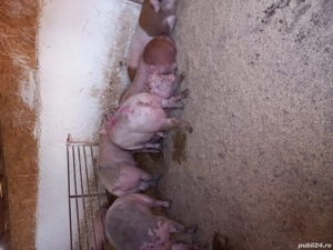 Porci de carne - imagine 3 Porci de carne - imagine 3