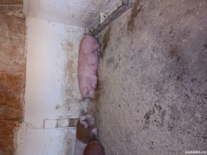 Porci crescut in propria gospodarie - imagine 3
