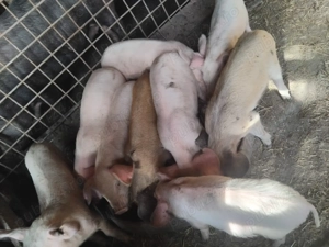 9 bucati de 8 saptamani disponibili. 