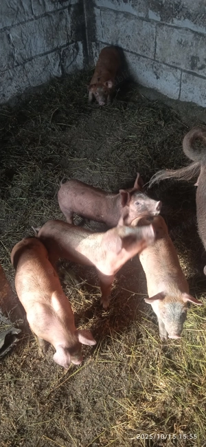 Purcei intarcati - imagine 2