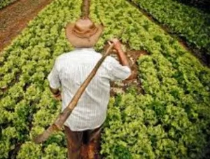 Biofresh Banat SRL angajaeaza 15 agricultori, lb engleza