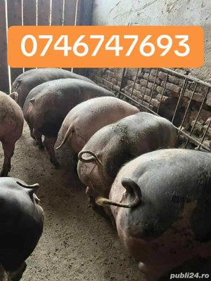 porci rasa de carne 80-250kg