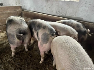 porci rasa de carne 80-250kg - imagine 2