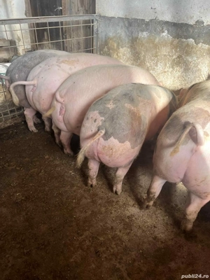 porci rasa de carne 80-250kg - imagine 3