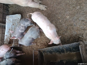 purcei țărănești 