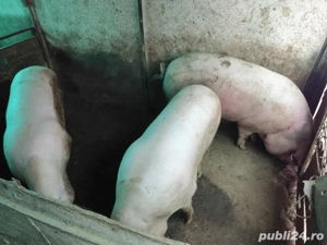 Vand porci - imagine 2