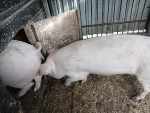 Vand porc 120kg - imagine 4 Vand porc 120kg - imagine 4