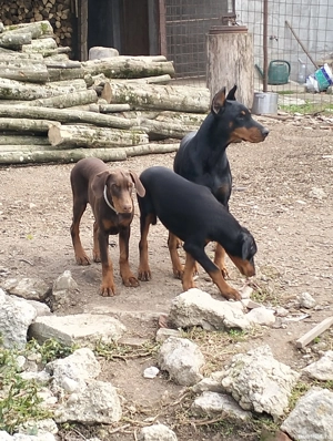 Vând femele doberman  - imagine 2