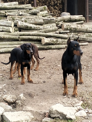 Vând femele doberman  - imagine 5