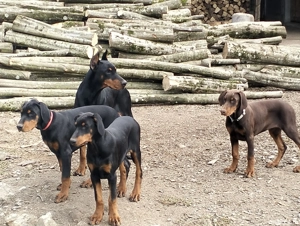 Vând femele doberman 