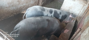 Vând purci - imagine 3