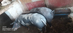 Vând purci - imagine 2