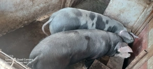 Vând purci - imagine 4