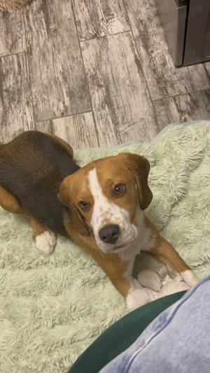 Vand caine beagle 10 luni