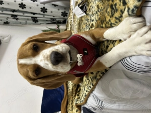 Vand caine beagle 10 luni - imagine 3