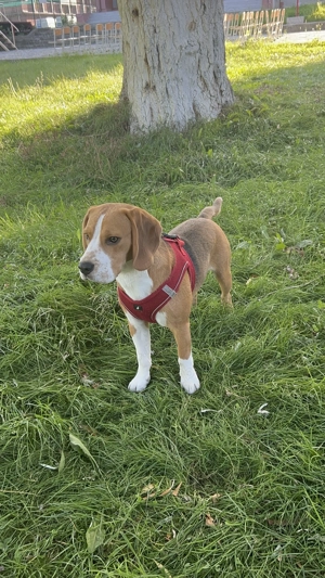 Vand caine beagle 10 luni - imagine 4