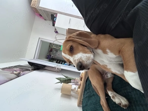 Vand caine beagle 10 luni - imagine 2