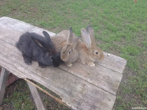 iepuri de rasa  - imagine 2