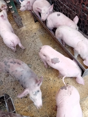 Vand purcei de 8 saptamani - imagine 2