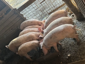 Vand Purcei 5 luni - imagine 4