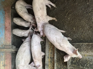 Vand Purcei 5 luni - imagine 2