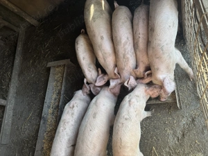 Vand Purcei 5 luni - imagine 3