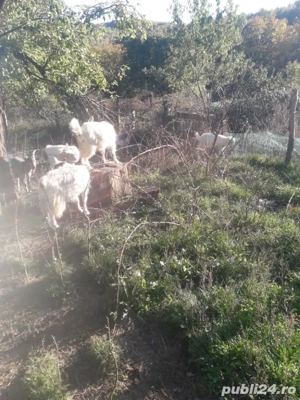 Capre de vanzare - imagine 2
