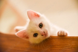 Pisicut alb angora turceasca  - imagine 2