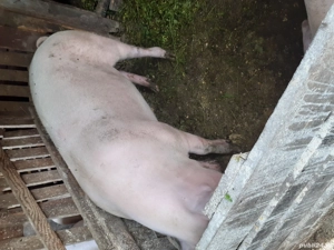 marele alb - imagine 5 marele alb - imagine 5