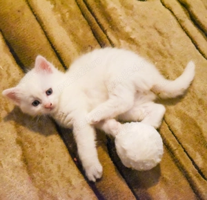 Pisicut alb angora turceasca  - imagine 4