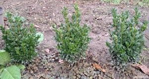 Gard viu specia Buxus