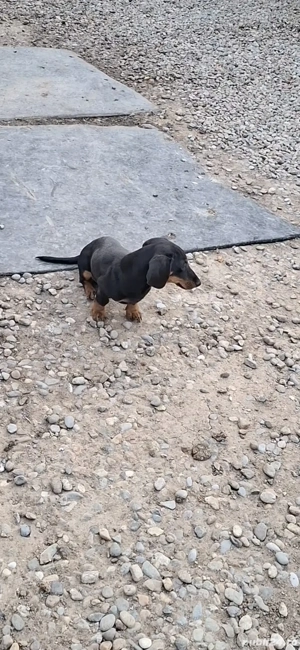 teckel mascul si femela