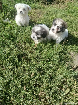 Bishoni Havanezi - imagine 2 Bishoni Havanezi - imagine 2