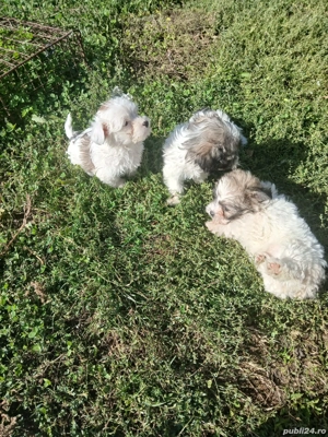 Bishoni Havanezi - imagine 3 Bishoni Havanezi - imagine 3