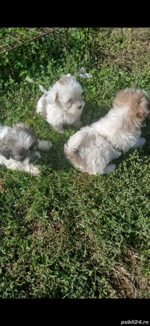 Bishoni Havanezi - imagine 4 Bishoni Havanezi - imagine 4