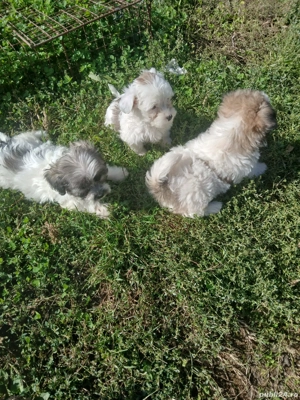 Bishoni Havanezi - imagine 5 Bishoni Havanezi - imagine 5