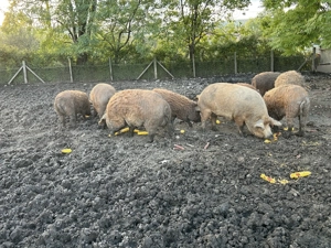 Vănd porci mangalita  - imagine 2