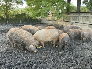 Vănd porci mangalita  - imagine 4