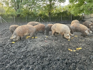 Vănd porci mangalita  - imagine 3