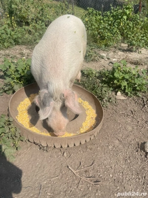 de vanzare  vier  - imagine 2 de vanzare  vier  - imagine 2