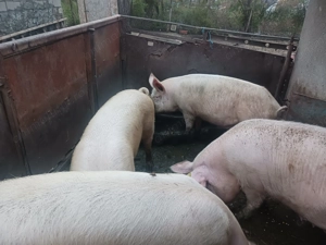 Vand porci rasa de carne  