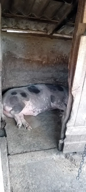 Porci si purcei ! CALITATE 