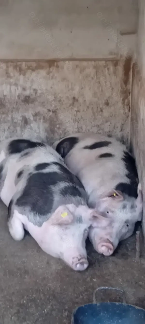 Porci si purcei ! CALITATE  - imagine 3