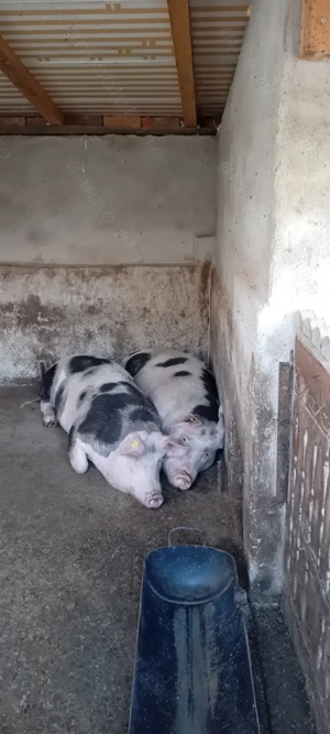 Porci si purcei ! CALITATE  - imagine 4