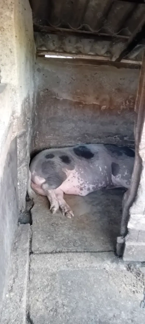 Porci si purcei ! CALITATE  - imagine 2