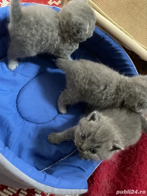 am 4 ghemotoace British Shortair - imagine 2 am 4 ghemotoace British Shortair - imagine 2