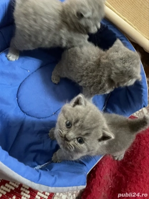 am 4 ghemotoace British Shortair