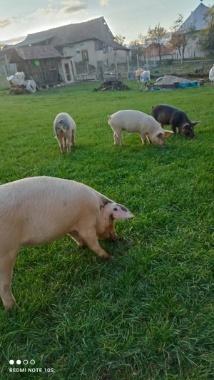 Vând purcei de 30 35kg