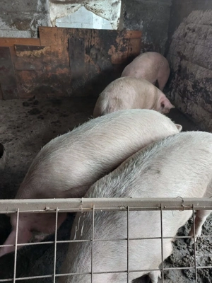 Vând porci  - imagine 2