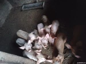 porci de vanzare 